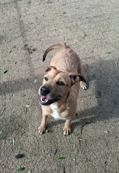 DEMI - cagnolina di 3 anni - taglia media contenuta | Foto 3