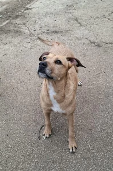 DEMI - cagnolina di 3 anni - taglia media contenuta | Foto 2