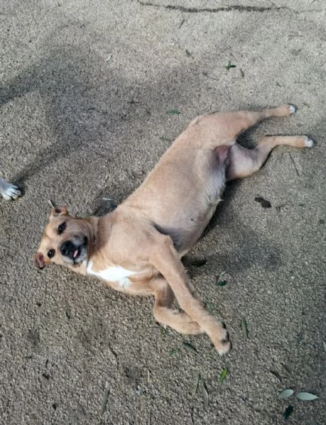 DEMI - cagnolina di 3 anni - taglia media contenuta | Foto 1