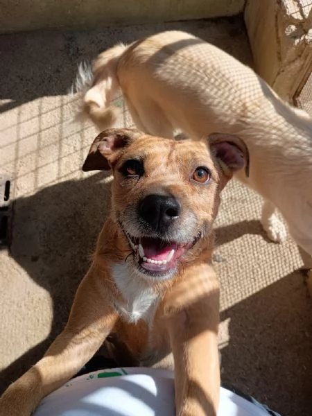 DEMI - cagnolina di 3 anni - taglia media contenuta