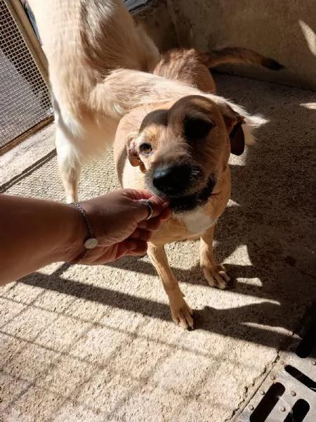DEMI - cagnolina di 3 anni - taglia media contenuta | Foto 0