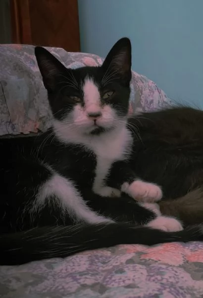 ODINO - gattino di 5 mesi