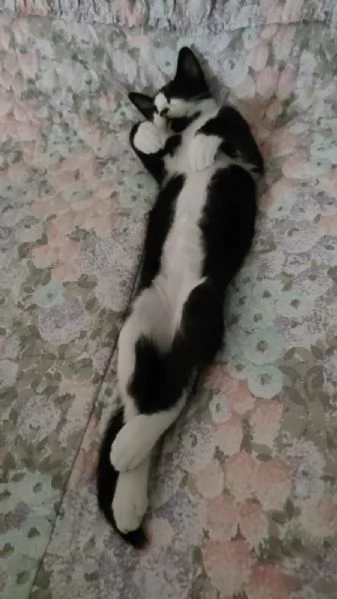 ODINO - gattino di 5 mesi | Foto 2