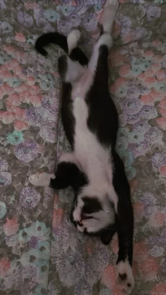 ODINO - gattino di 5 mesi | Foto 1