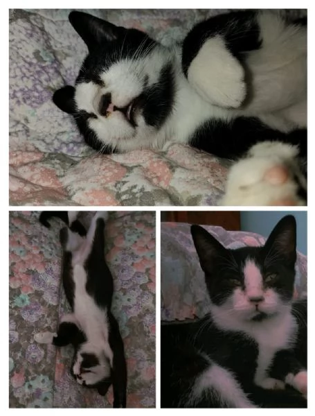 ODINO - gattino di 5 mesi | Foto 0