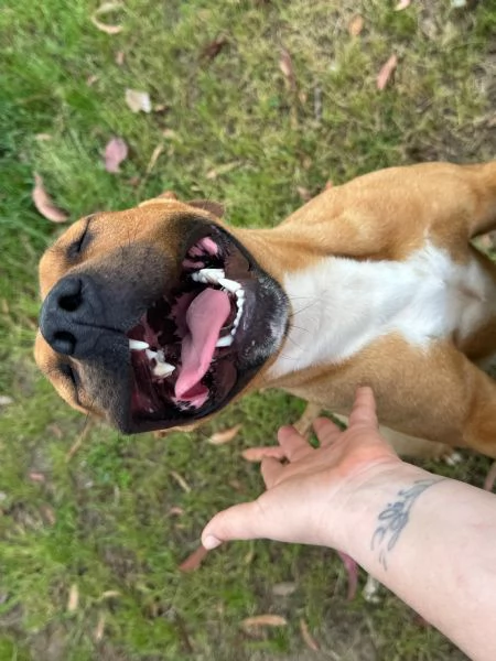 ROMA - cagnolina mix amstaff-pitbull di 1 anno e mezzo | Foto 3