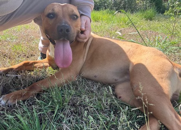 ROMA - cagnolina mix amstaff-pitbull di 1 anno e mezzo