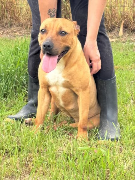 ROMA - cagnolina mix amstaff-pitbull di 1 anno e mezzo | Foto 2