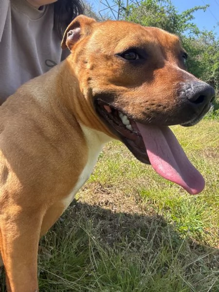 ROMA - cagnolina mix amstaff-pitbull di 1 anno e mezzo | Foto 1