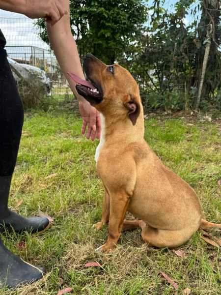 ROMA - cagnolina mix amstaff-pitbull di 1 anno e mezzo | Foto 0