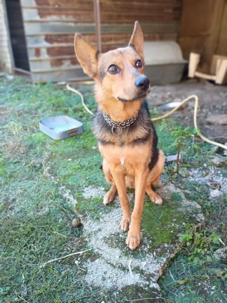 LUPA - cagnolina simil pastore tedesco di 1 anno | Foto 4