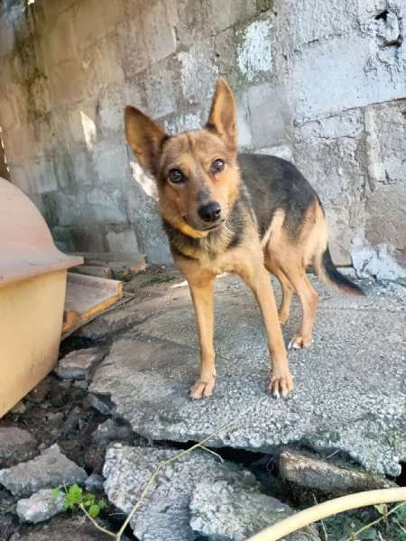 LUPA - cagnolina simil pastore tedesco di 1 anno | Foto 3