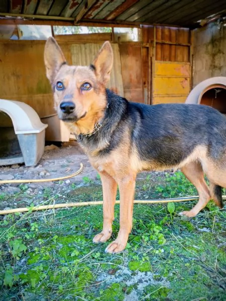 LUPA - cagnolina simil pastore tedesco di 1 anno | Foto 2