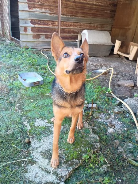 LUPA - cagnolina simil pastore tedesco di 1 anno | Foto 0