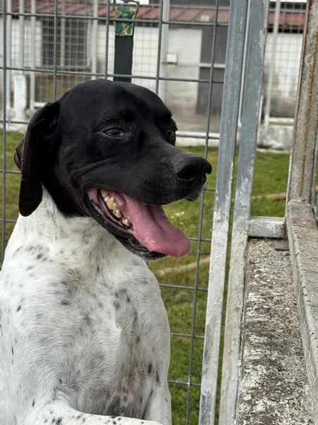 RAZZO - simil pointer di 1 anno | Foto 6