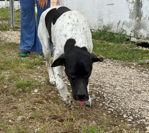 RAZZO - simil pointer di 1 anno | Foto 5