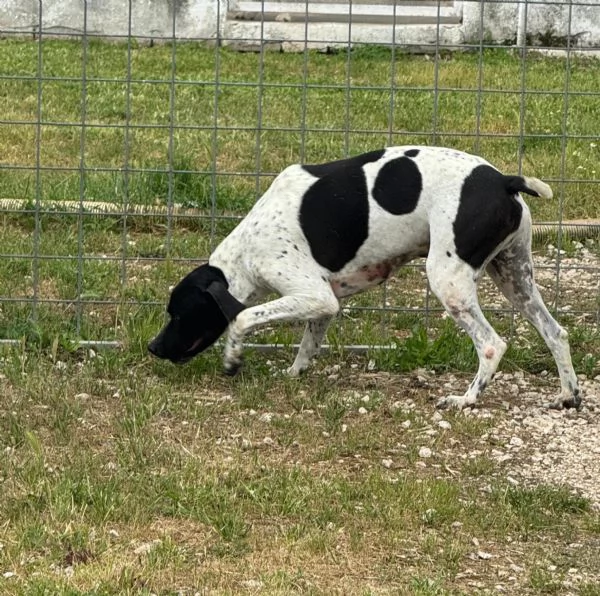 RAZZO - simil pointer di 1 anno | Foto 4