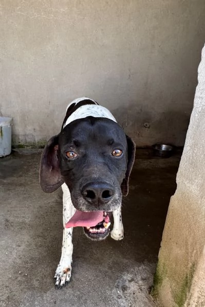 RAZZO - simil pointer di 1 anno