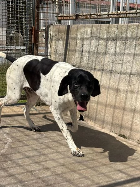 RAZZO - simil pointer di 1 anno | Foto 3