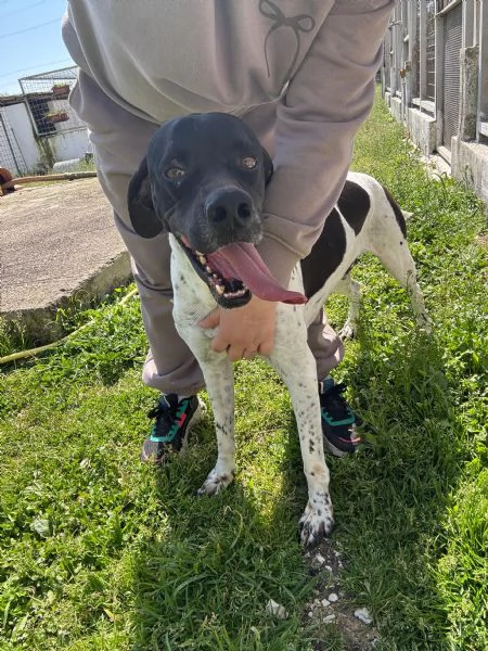 RAZZO - simil pointer di 1 anno | Foto 2