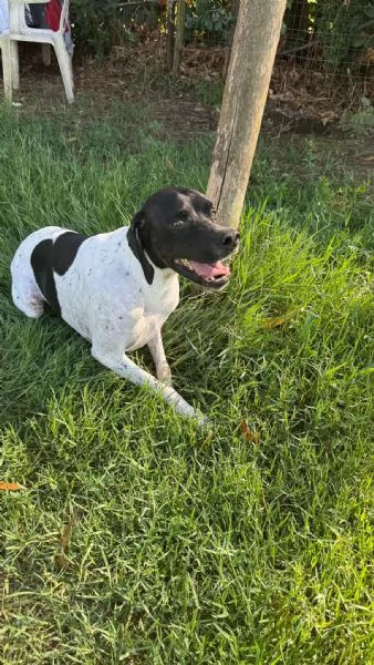 RAZZO - simil pointer di 1 anno | Foto 1