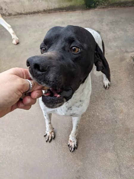 RAZZO - simil pointer di 1 anno | Foto 0