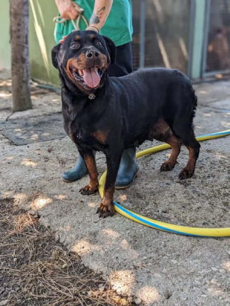 COSTANZA - simil rottweiler di 7 anni