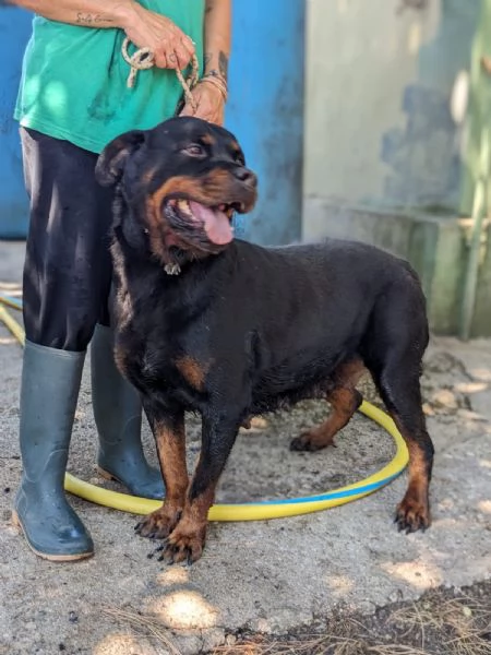 COSTANZA - simil rottweiler di 7 anni | Foto 4
