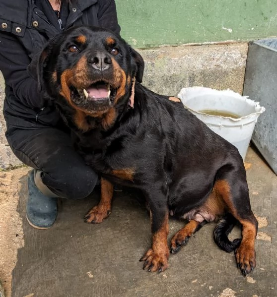 COSTANZA - simil rottweiler di 7 anni | Foto 3