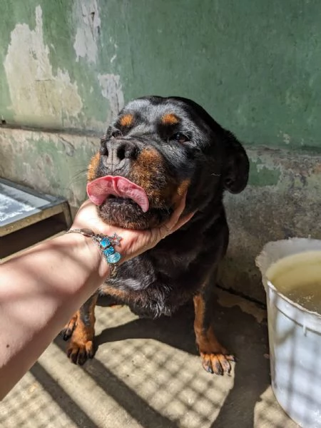 COSTANZA - simil rottweiler di 7 anni | Foto 2