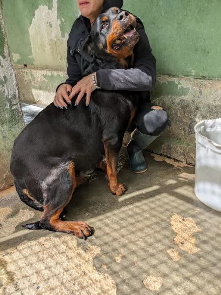 COSTANZA - simil rottweiler di 7 anni | Foto 1