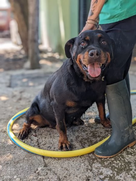 COSTANZA - simil rottweiler di 7 anni | Foto 0