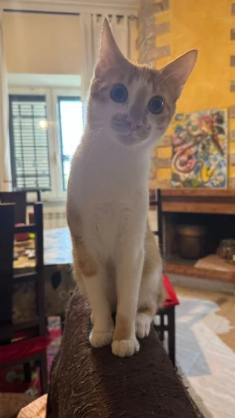 LUCIO - gattino di 7 mesi | Foto 4