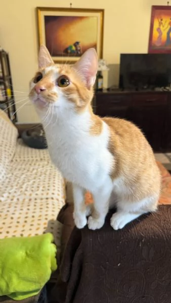 LUCIO - gattino di 7 mesi | Foto 3