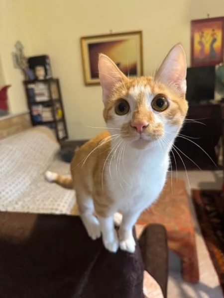 LUCIO - gattino di 7 mesi | Foto 2