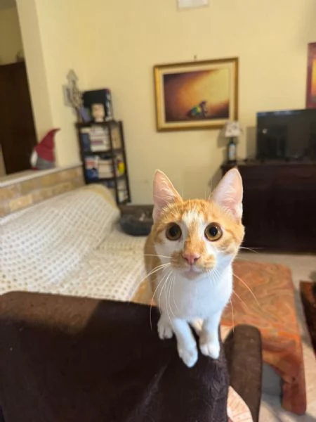 LUCIO - gattino di 7 mesi | Foto 1