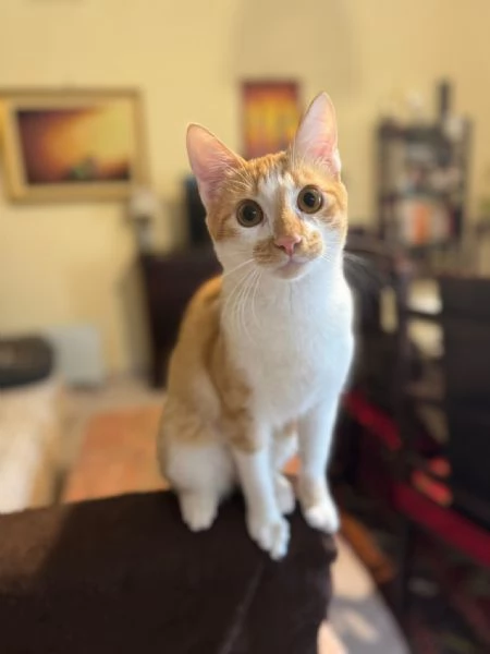 LUCIO - gattino di 7 mesi