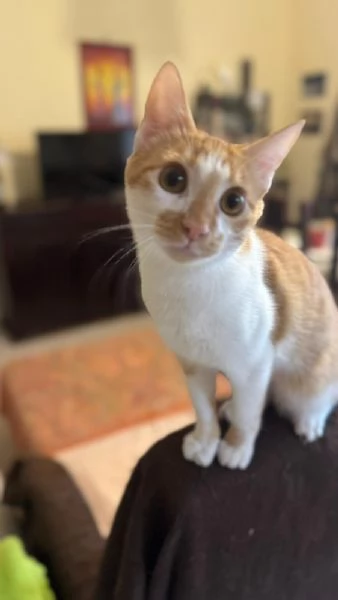 LUCIO - gattino di 7 mesi | Foto 0