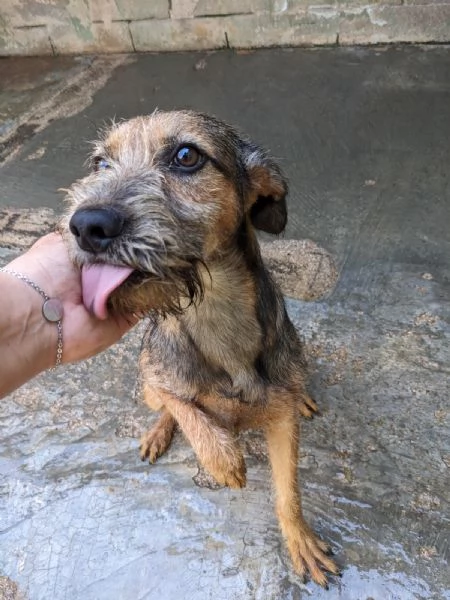 BLUES - cucciolo di 10 mesi | Foto 4