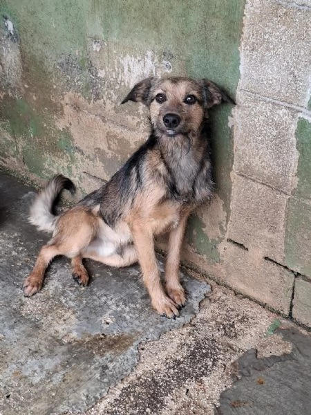 BLUES - cucciolo di 10 mesi | Foto 3