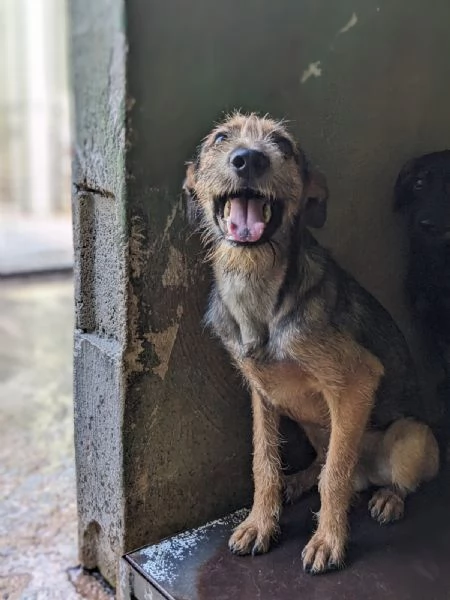 BLUES - cucciolo di 10 mesi | Foto 2