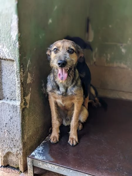 BLUES - cucciolo di 10 mesi