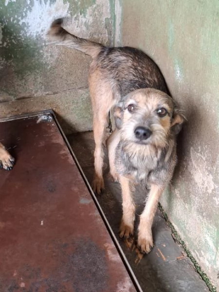 BLUES - cucciolo di 10 mesi | Foto 1