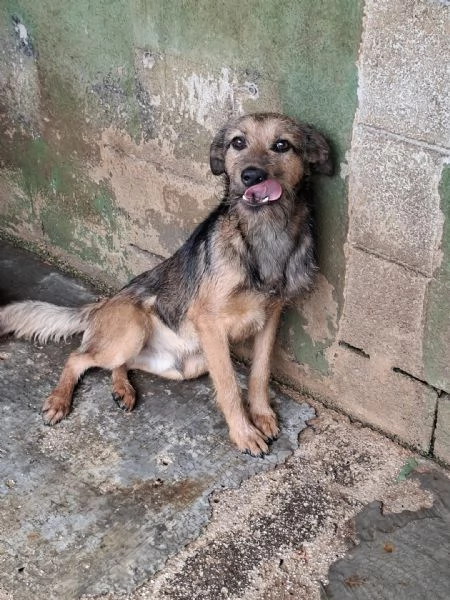 BLUES - cucciolo di 10 mesi | Foto 0