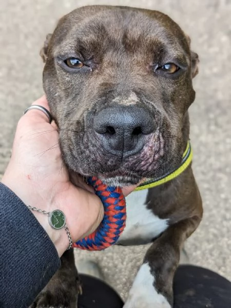 MILA - simil pitbull di 5 anni | Foto 3