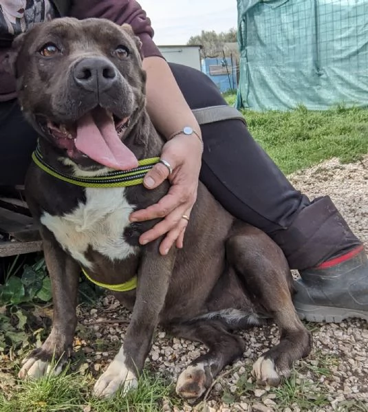 MILA - simil pitbull di 5 anni | Foto 2