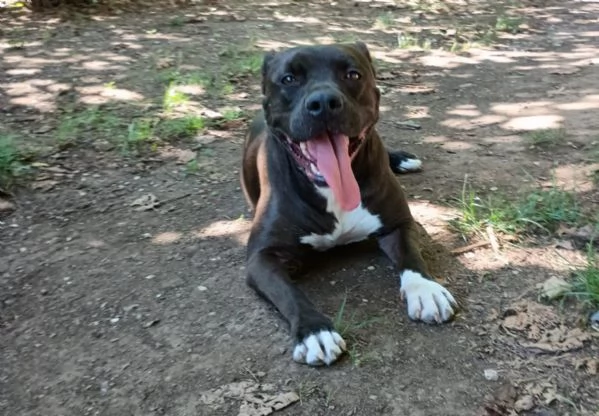 MILA - simil pitbull di 5 anni | Foto 1