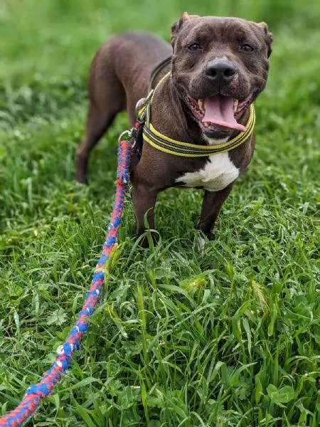 MILA - simil pitbull di 5 anni | Foto 0