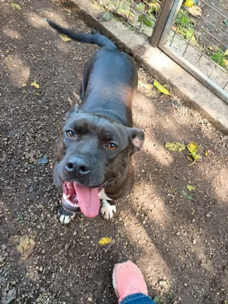 MILA - simil pitbull di 5 anni