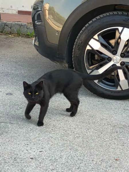 NERONE - gatto di 2 anni | Foto 3